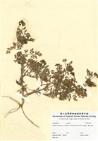 藏品(臺灣芎藭)的圖片